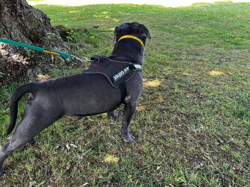 Staffordshire Bull Terrier for adoption in Chestfield, Kent – 6 years old