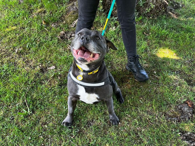 Staffordshire Bull Terrier for adoption in Chestfield, Kent – 6 years old - Image 2 of 3
