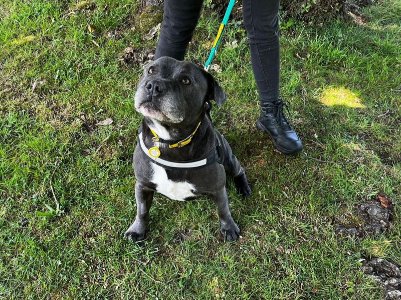Staffordshire Bull Terrier for adoption in Chestfield, Kent – 6 years old - Image 3 of 3