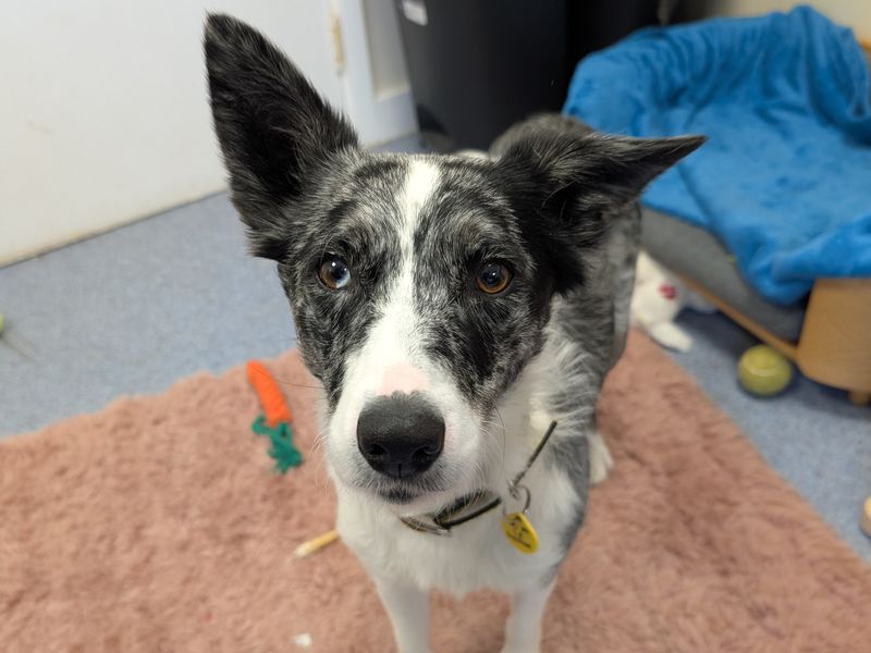 Border Collie for adoption in Shoreham by Sea, West Sussex – 4 years old - Image 4 of 4