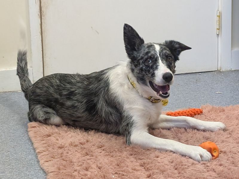 Border Collie for adoption in Shoreham by Sea, West Sussex – 4 years old - Image 2 of 4