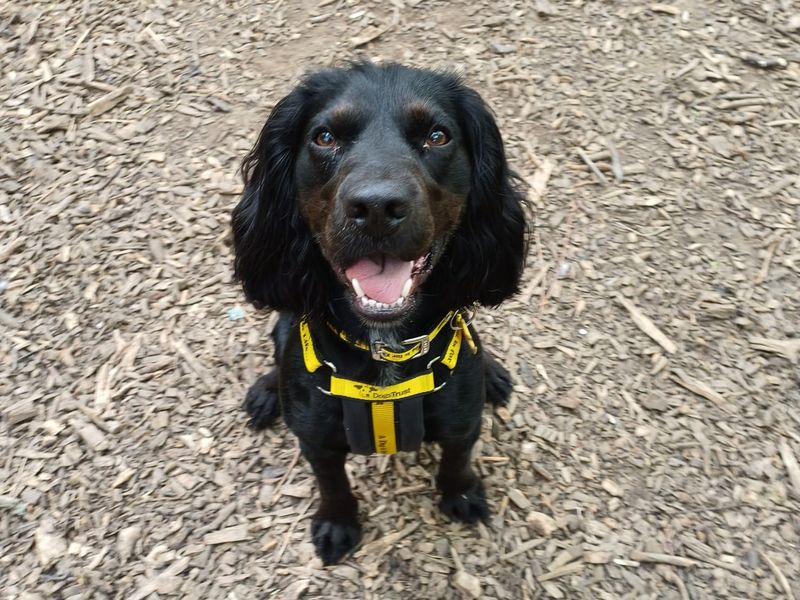 Milo | Spaniel (Cocker) | West Calder (Edinburgh) - 1