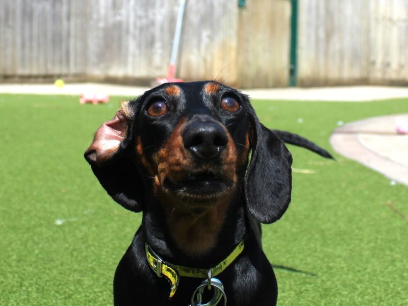 Susie and Olive for sale in Evesham, Worcestershire | Image 3