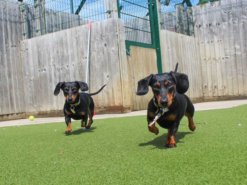 Susie and Olive | Dachshund (Miniature Smooth Haired) | Evesham (Worcestershire) - 1