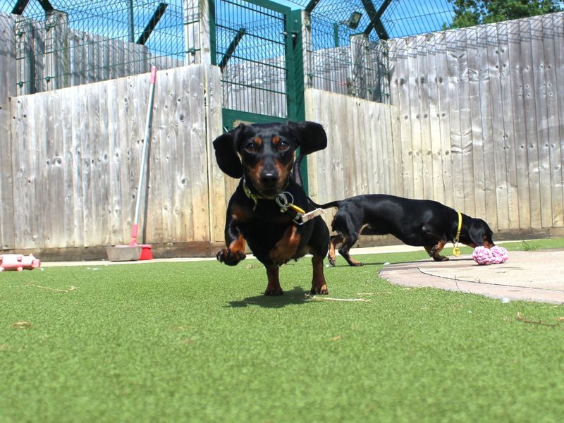 Susie and Olive for sale in Evesham, Worcestershire - Image 5