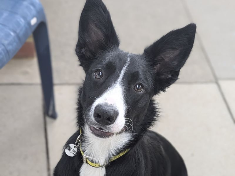 Cassie for sale in Shoreham by Sea, West Sussex