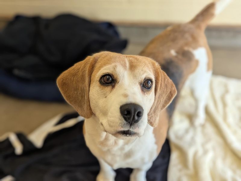 Tiger | Beagle | Bridgend (Wales) - 1