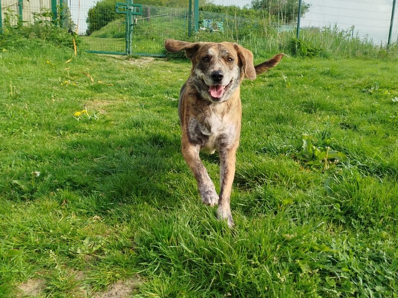 Freckles for sale in Mid Glamorgan, Wales