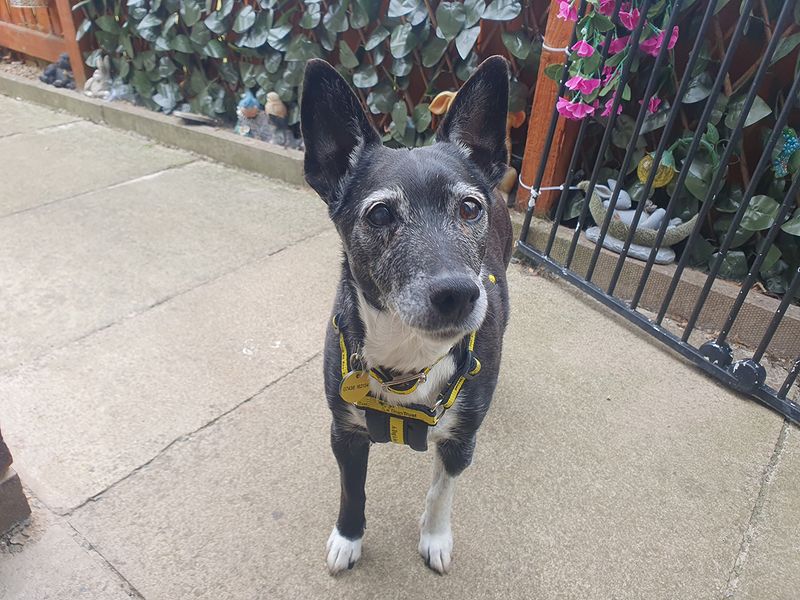 Paige | Terrier (Jack Russell) Cross | Leeds - 1