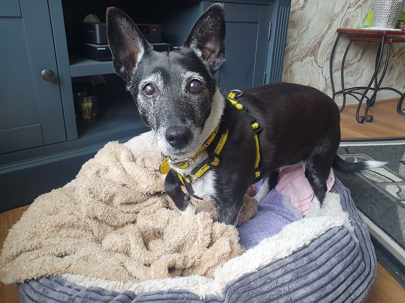 Jack Russell for adoption in Leeds, Yorkshire – 15 years old - Image 3 of 3