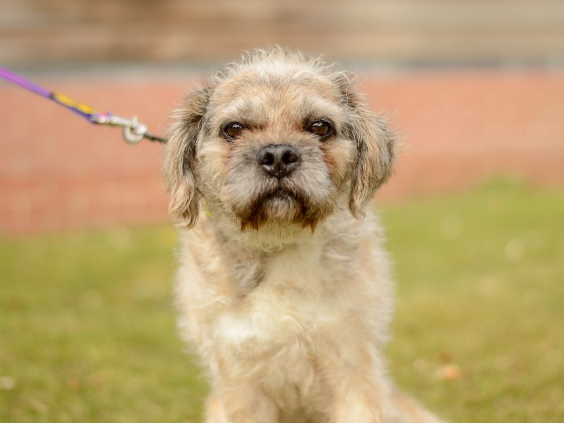 Pug for adoption in Kenilworth, Warks – 9 years old - Image 3 of 4
