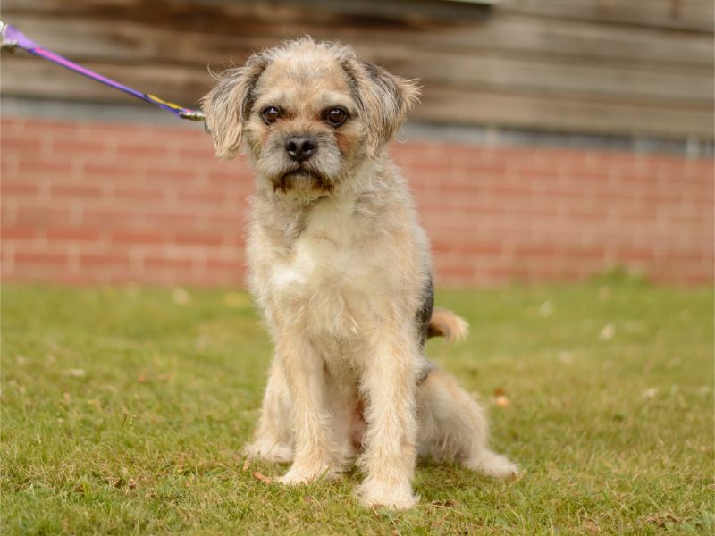 Pug for adoption in Kenilworth, Warks – 9 years old - Image 2 of 4