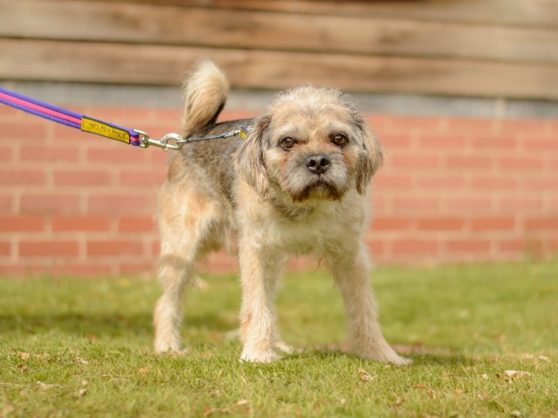 Pug for adoption in Kenilworth, Warks – 9 years old