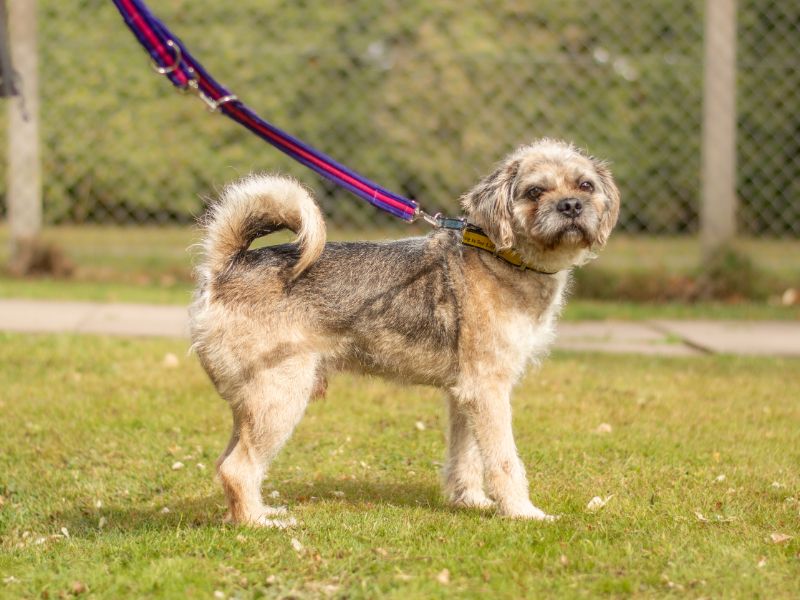 Pug for adoption in Kenilworth, Warks – 9 years old - Image 4 of 4