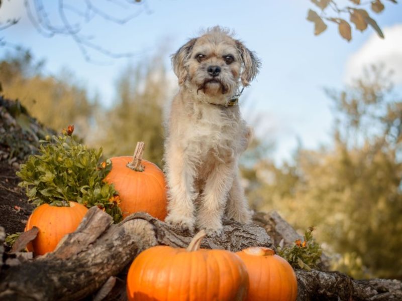 Bailey | Bichon Frise Cross | Kenilworth (West Midlands) - 1