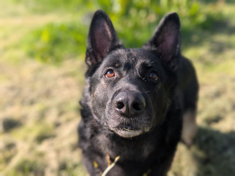 German Shepherd for adoption in Mid Glamorgan, Wales – 3 years old - Image 6 of 6