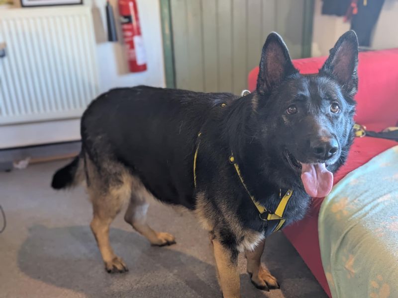 German Shepherd for adoption in Mid Glamorgan, Wales – 3 years old - Image 4 of 6