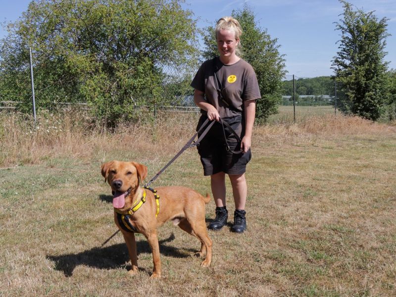 Simba | Retriever (Labrador) | Evesham (Worcestershire) - 1