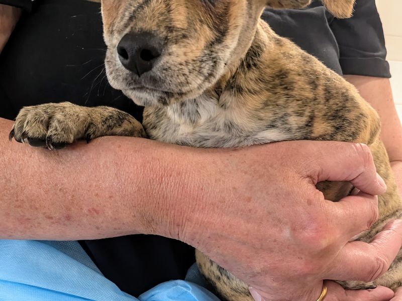 Woody | Crossbreed | Leeds - 1