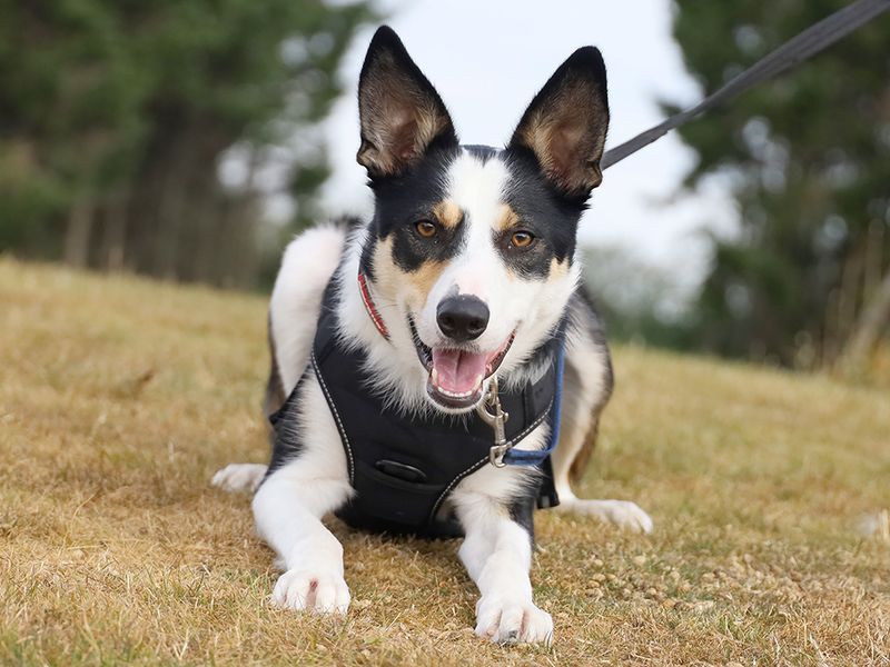 Ollie | Collie (Border) | Leeds - 1