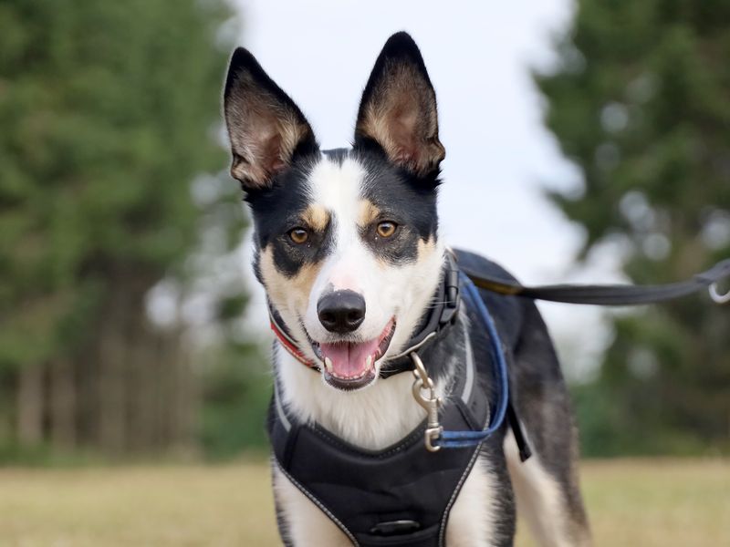 Ollie | Collie (Border) | Leeds - 3