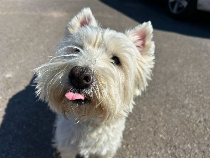 Stanlee | Terrier (West Highland White) | Salisbury (Wiltshire) - 1