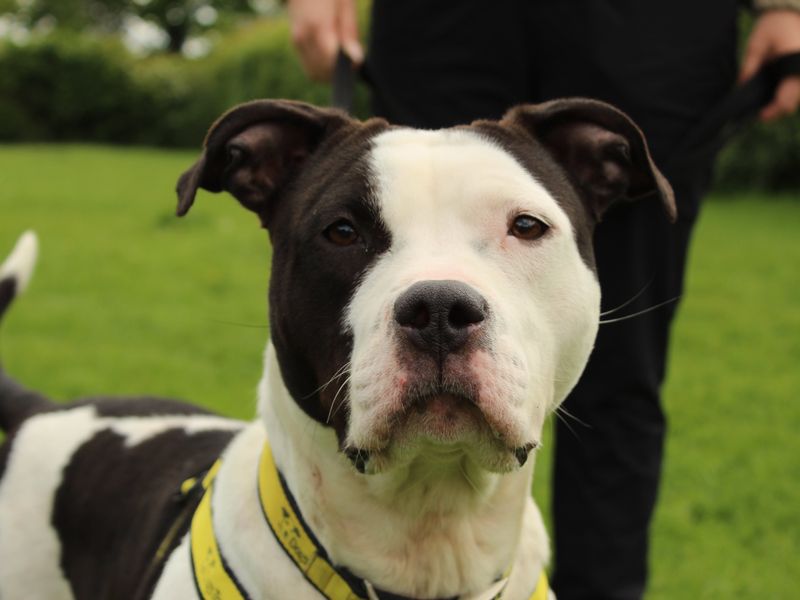 Stevie for sale in Newbury, Berks | Image 2