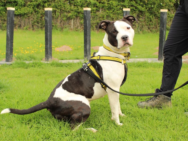 Stevie for sale in Newbury, Berks | Image 3