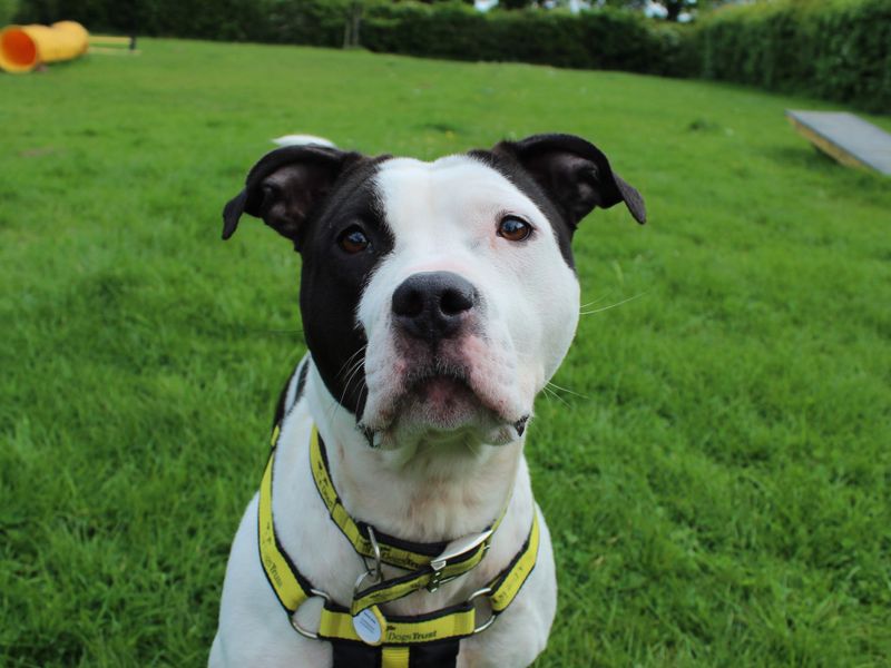 Stevie for sale in Newbury, Berks | Image 4