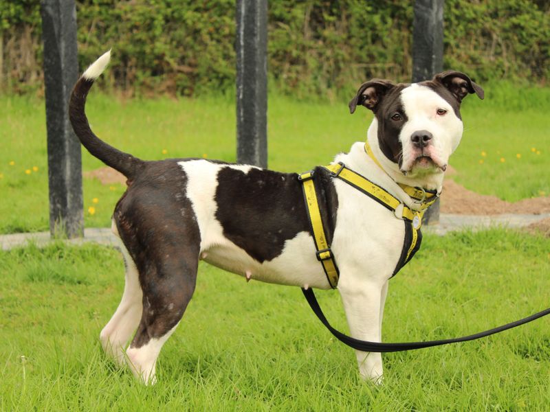 Stevie for sale in Newbury, Berks