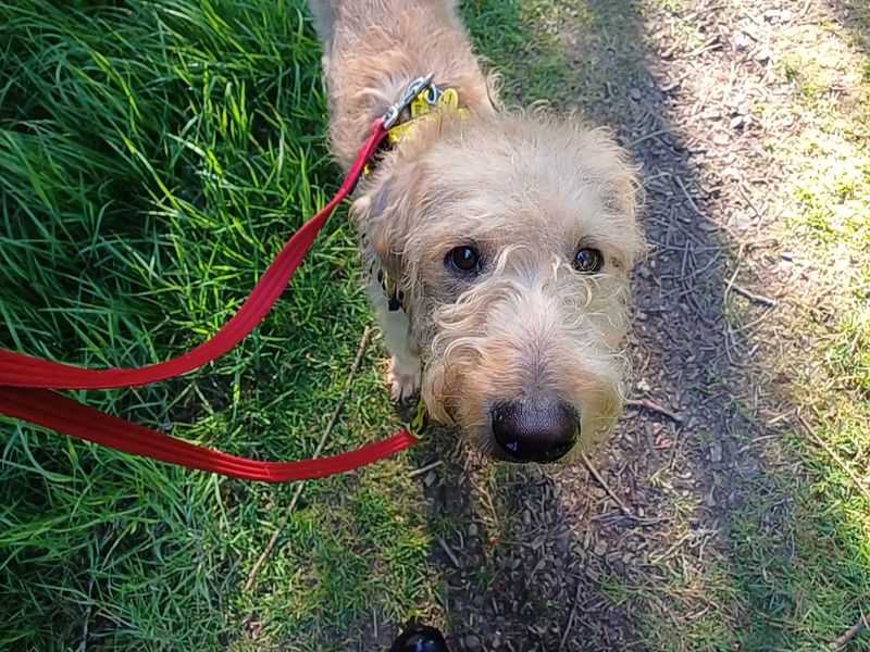 Poodle for adoption in West Calder, West Lothian – 6 years old - Image 2 of 3