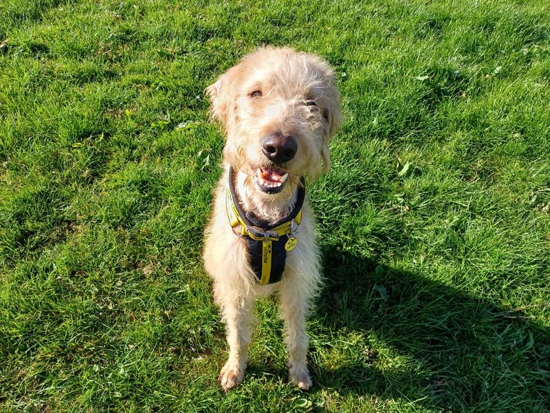 Copper | Poodle (Standard) Cross | West Calder (Edinburgh) - 1