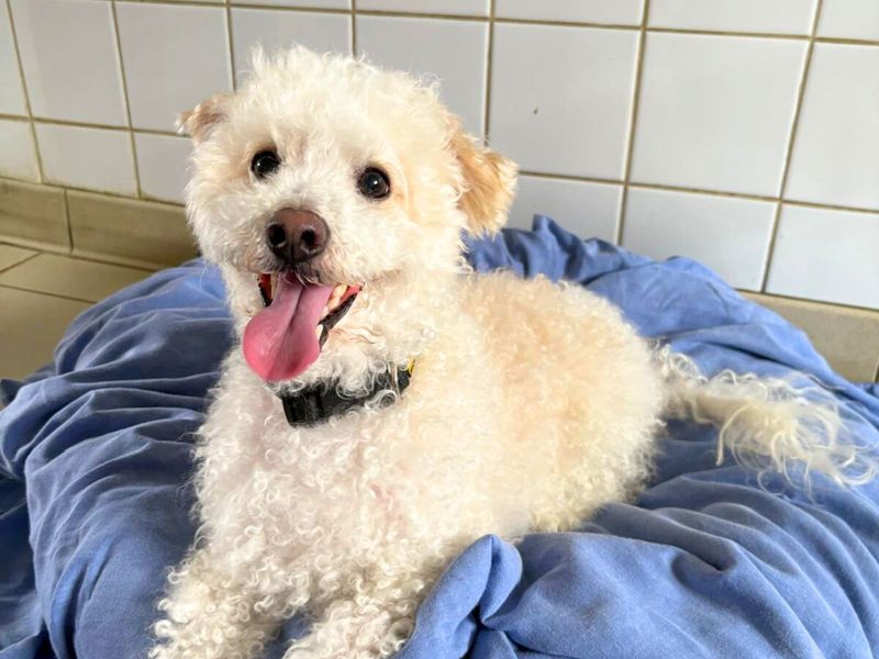 Poodle for adoption in Uxbridge, London – 8 years old