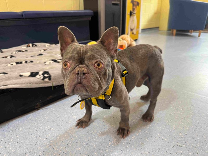 French Bulldog for adoption in West Calder, West Lothian – 4 years old