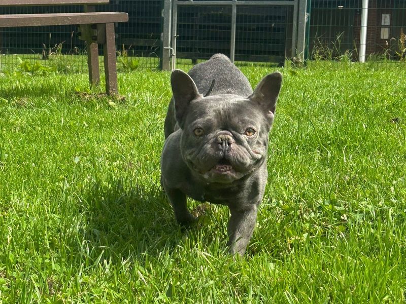 French Bulldog for adoption in West Calder, West Lothian – 4 years old - Image 2 of 2