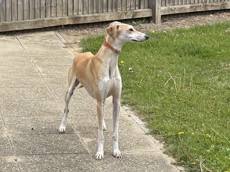 Teri | Lurcher | Basildon (Essex) - 1