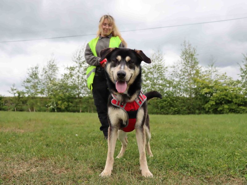 German Shepherd for adoption in Sadberge, Co Durham – 1 year old - Image 2 of 4