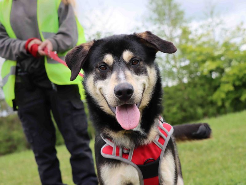 German Shepherd for adoption in Sadberge, Co Durham – 1 year old - Image 3 of 4