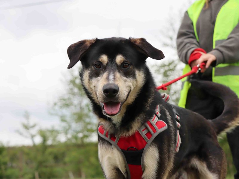 German Shepherd for adoption in Sadberge, Co Durham – 1 year old - Image 4 of 4