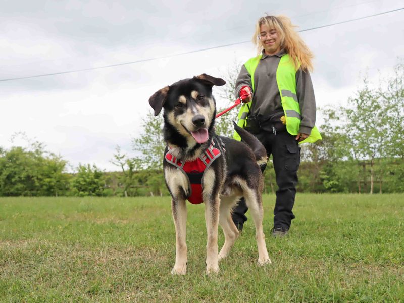 Murphy for sale in Sadberge, Co Durham