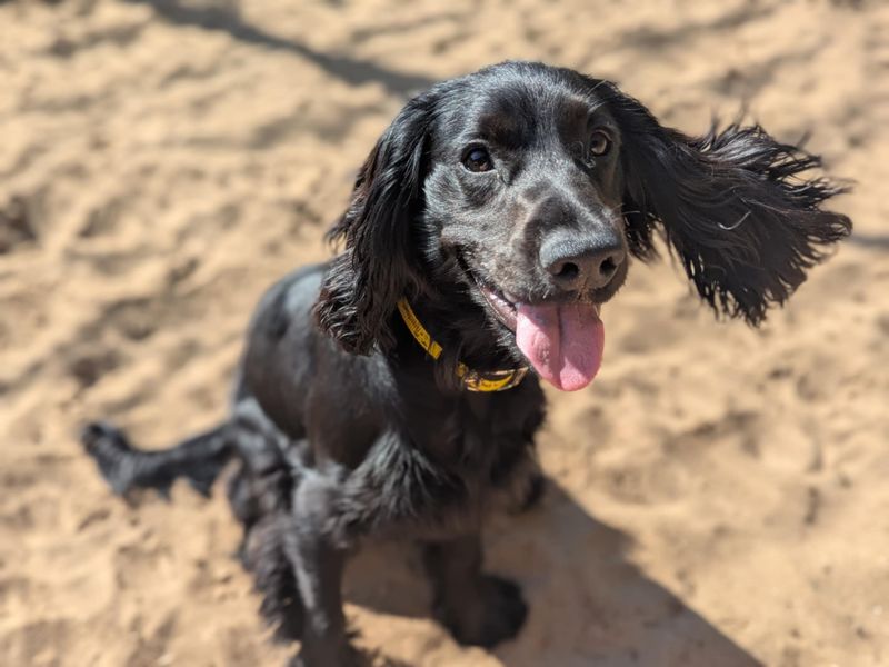 Hugo | Spaniel (Cocker) | Harefield West London - 1
