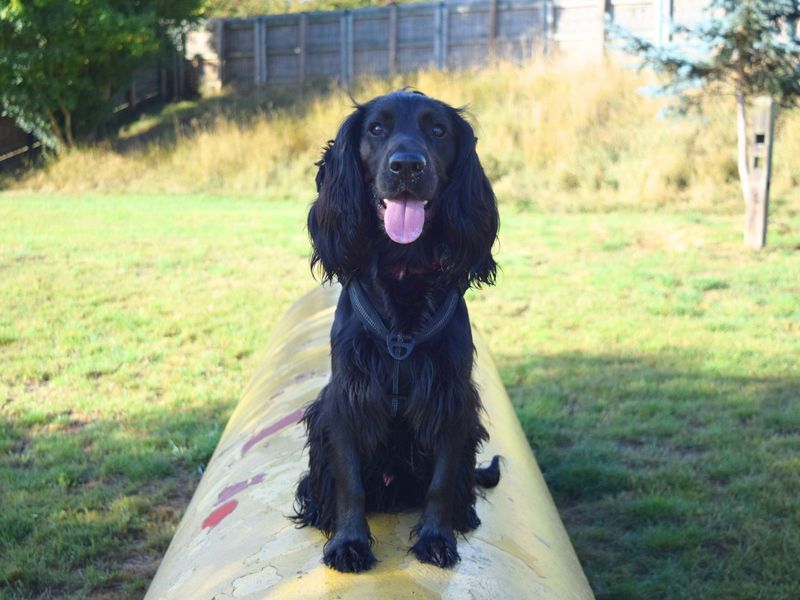 Cocker Spaniel for adoption in Uxbridge, London – 12 months old