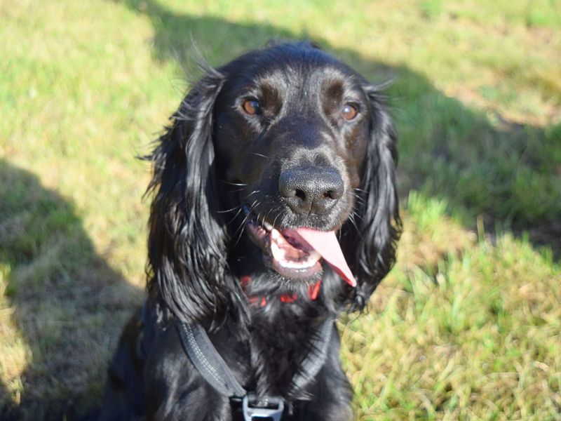 Cocker Spaniel for adoption in Uxbridge, London – 1 year old - Image 3 of 4