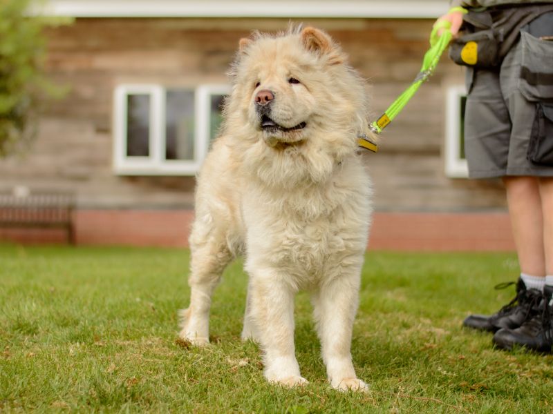 Mia | Chow Chow | Kenilworth (West Midlands) - 1