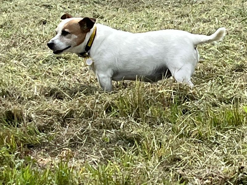 Jack Russell for adoption in Kenilworth, Warks – 12 years old - Image 2 of 2