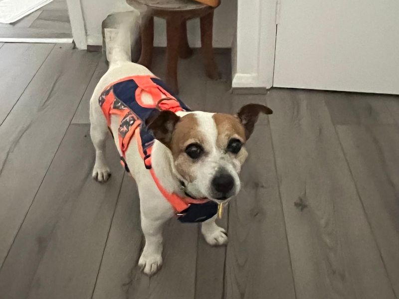Bella for sale in Kenilworth, Warks