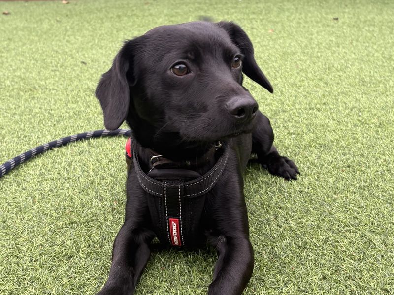 Springer Spaniel for adoption in Kenilworth, Warwickshire – 10 months old - Image 2 of 2