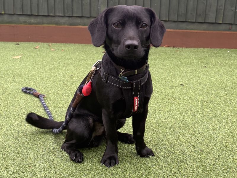 Springer Spaniel for adoption in Kenilworth, Warks – 10 months old
