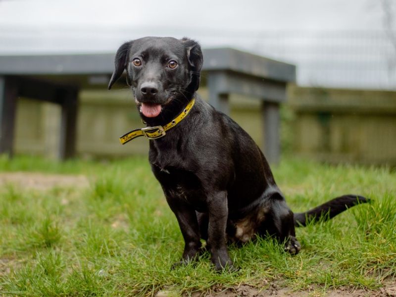 Arlo, a 10 months old male English Springer Spaniel available for adoption from Dogs Trust in Kenilworth, Warwickshire
