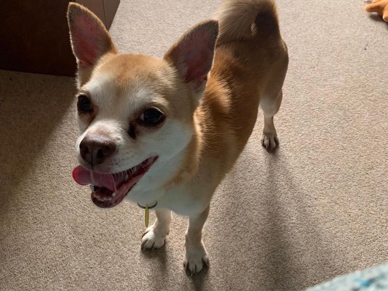 Chico for sale in Sadberge, Co Durham